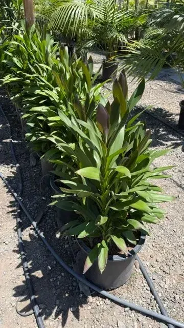 Potted green tropical plant in a nursery, with a black irrigation hose beside it