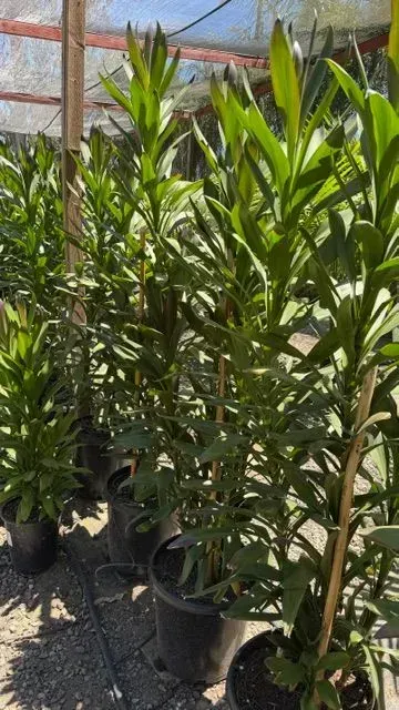 Rows of potted green shrubs in a greenhouse nursery under a translucent roof.