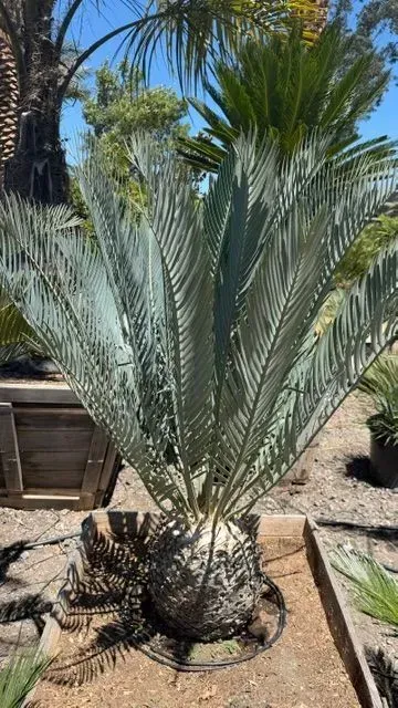 Blue-green cycad plant in a desert garden with palm trees in the background