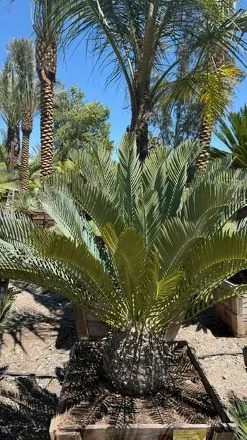 Small palm shrub in a sunny desert garden surrounded by taller palm trees and gravel