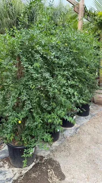 Row of potted green shrubs in a nursery along a gravel path