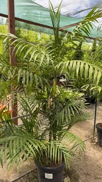 Tall potted palm in a nursery greenhouse, with rows of green plants and shade cloth overhead