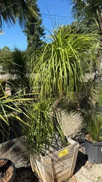 Potted palm with long green fronds in a sunny outdoor nursery area