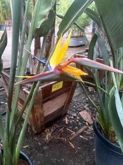 Bird of paradise plant with yellow and orange flowers in pots outdoors