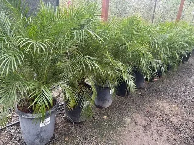Rows of potted palm plants in a nursery, lined along a wet gravel path.