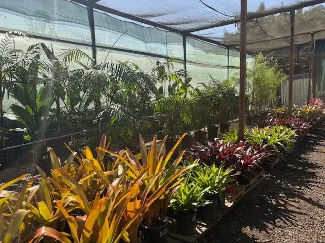 Tropical plants in a shaded greenhouse nursery with rows of colorful foliage.