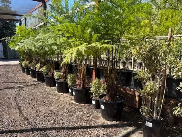 Row of potted palm trees in black containers along a gravel path outdoors