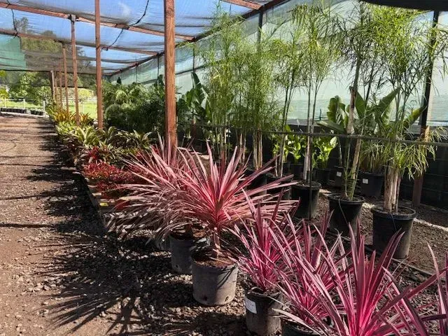 Nursery rows of potted red and green ornamental plants under a shade canopy