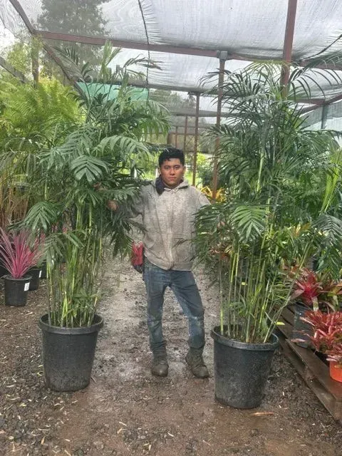 Person standing in a greenhouse between potted palms and colorful plants.