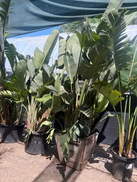 Potted tropical plants with large green leaves displayed outdoors under a blue canopy