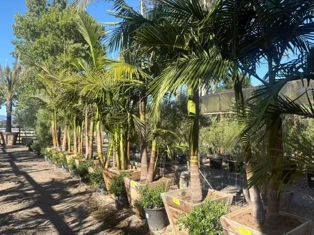 Row of potted palm trees along a sunny garden walkway