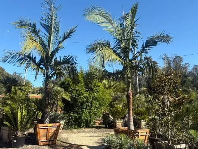 Tropical garden with palm trees, lush greenery, and wooden planters under a clear blue sky