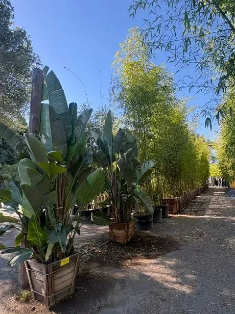 Tall potted tropical plants lining a gravel path under a bright blue sky