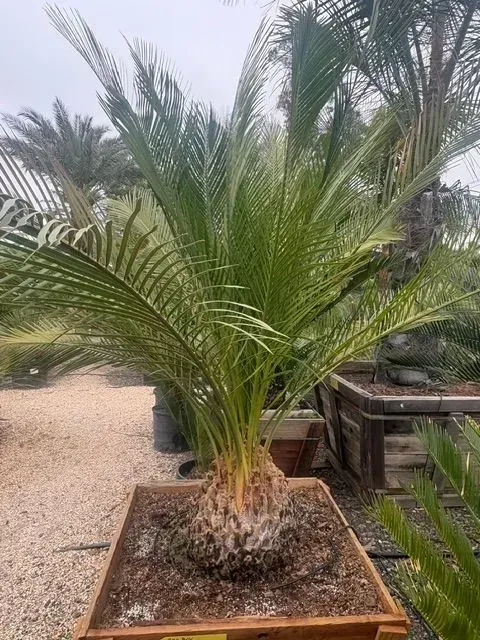 Potted palm-like plant in a gravel garden with wooden planters in the background