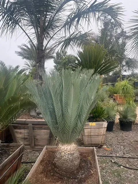 Potted cycad with blue-green fronds in a nursery, surrounded by other palm plants.