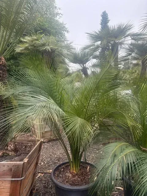 Potted palm in a garden nursery, with lush green fronds and larger palms in the background