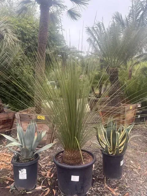 Three potted desert plants displayed outdoors in a nursery with palm trees in the background