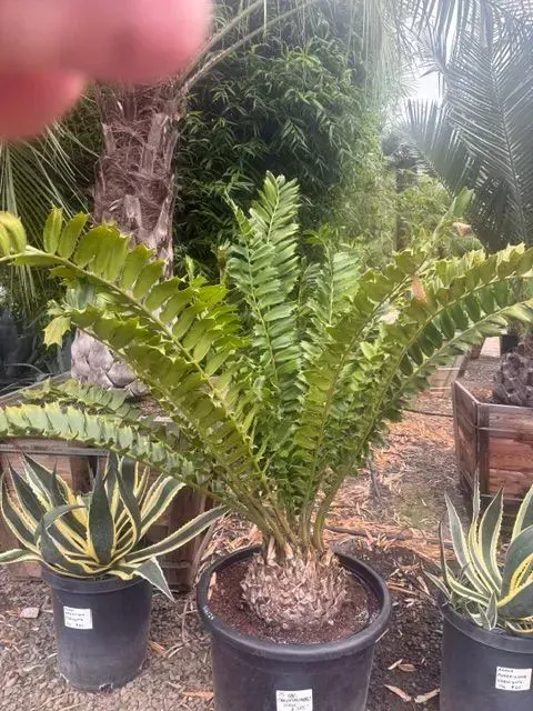 Potted cycad plant with bright green fronds in an outdoor nursery, flanked by two small agave plants.