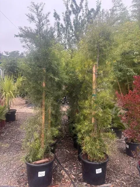 Potted bamboo-like shrubs in black nursery containers outdoors on a gravel lot