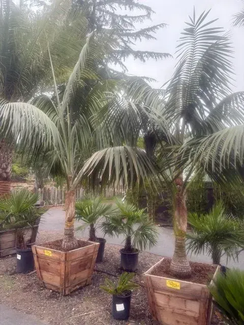 Potted palm trees in a misty outdoor nursery with labels and gravel ground
