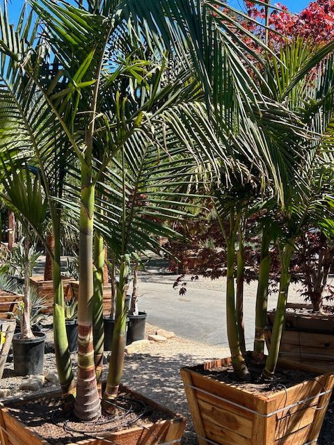 King Palm
