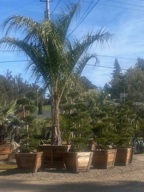 Mule Palm