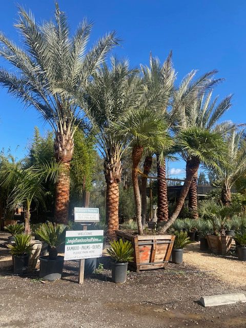 A lot of palm trees are in a garden with a sign in front of them.