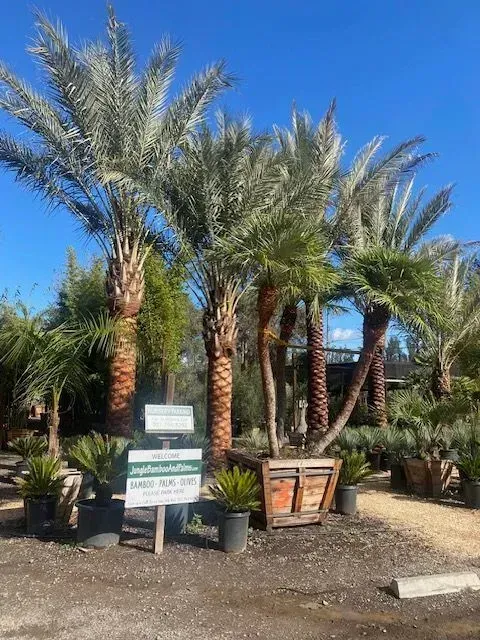 A lot of palm trees are in a garden with a sign in front of them.