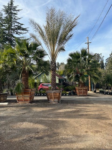 A bunch of palm trees are sitting in pots on the side of the road.