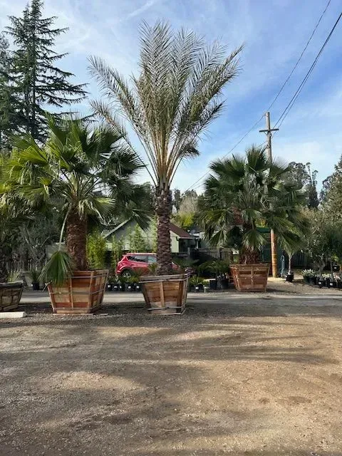 A bunch of palm trees are sitting in pots on the side of the road.