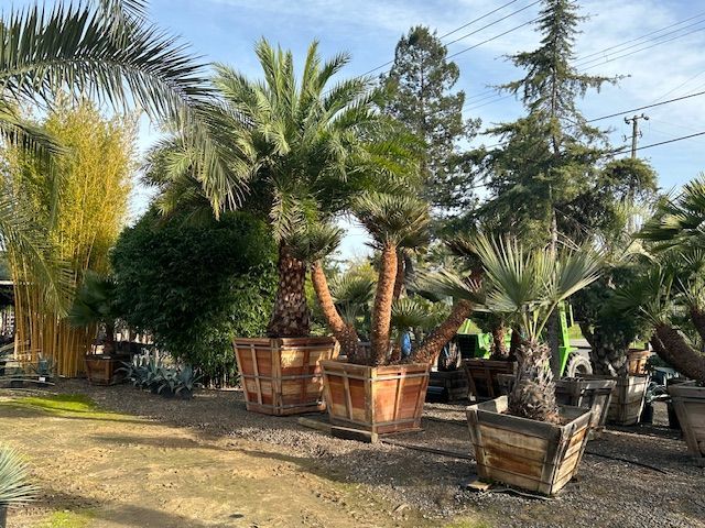 A bunch of palm trees in pots are sitting in a garden.