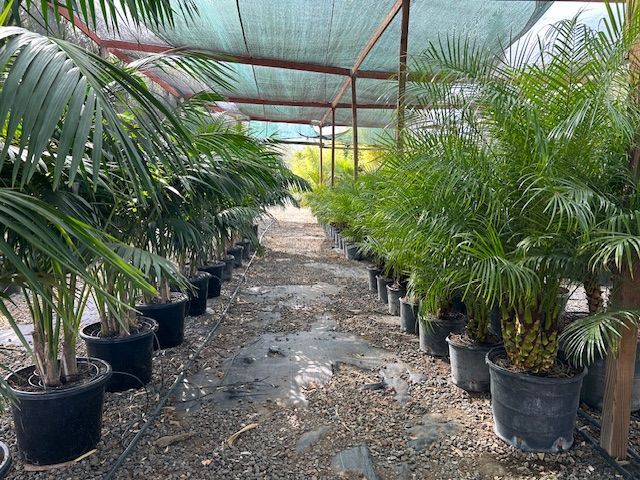 A greenhouse filled with lots of potted plants.