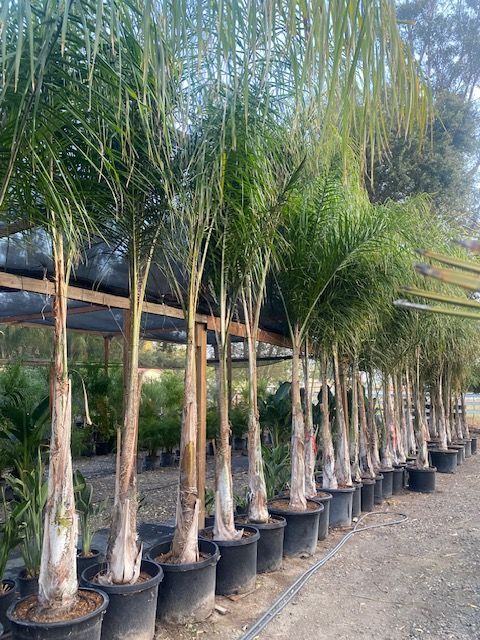 Queen Palms