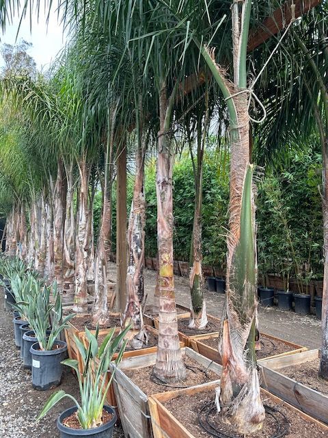 A row of palm trees in pots in a garden.