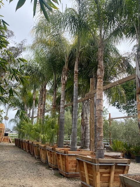 Queen Palm