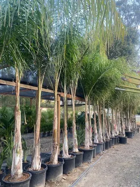 Queen Palms