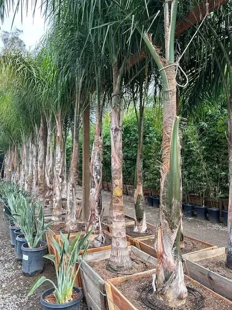 A row of palm trees in pots in a garden.
