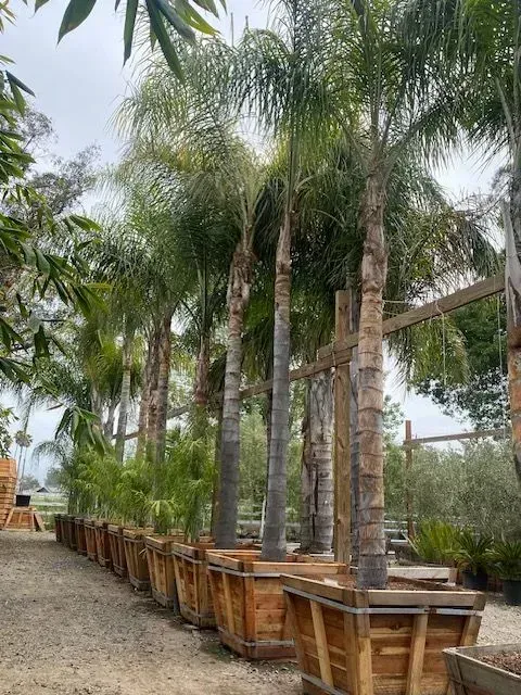 A row of palm trees in wooden pots in a garden.
