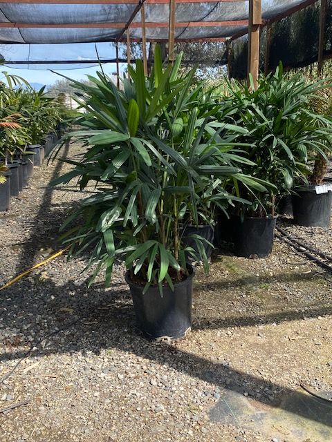 Rhapis Palm