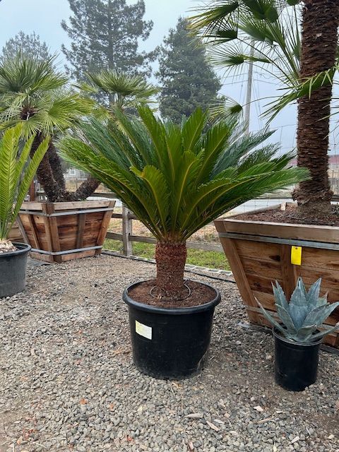 Sago Palm