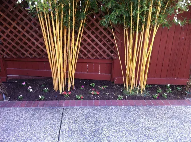 Yellow Crookstem Bamboo