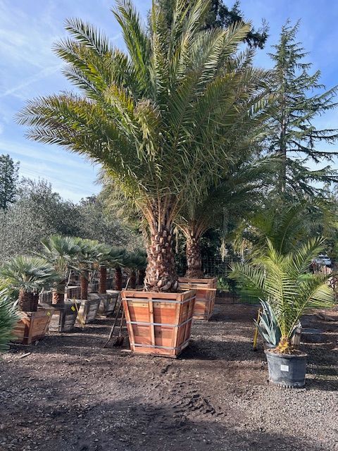 A large palm tree is sitting in a pot in a garden.