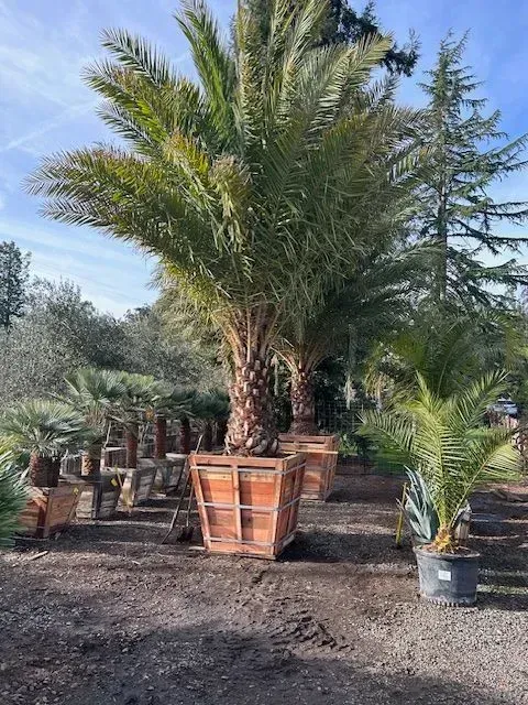 A large palm tree is sitting in a pot in a garden.