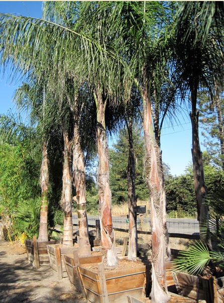 Syagrus Romanzoffiana – Queen Palm