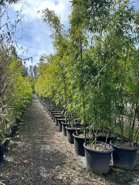 A row of potted plants are lined up in a garden.