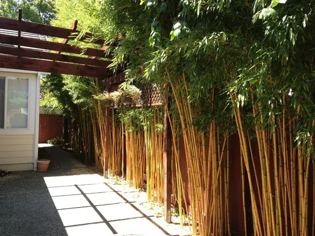 Yellow Crookstem Bamboo – After A Year