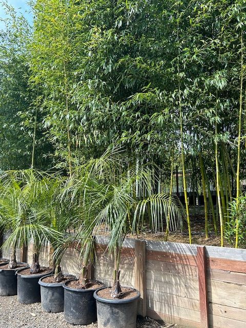 Vivax and Mule Palms