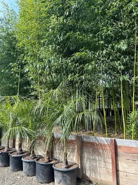 Vivax and Mule Palms