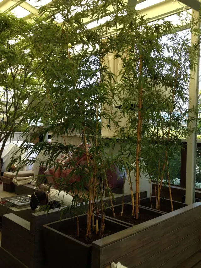 A row of planters filled with trees in a room