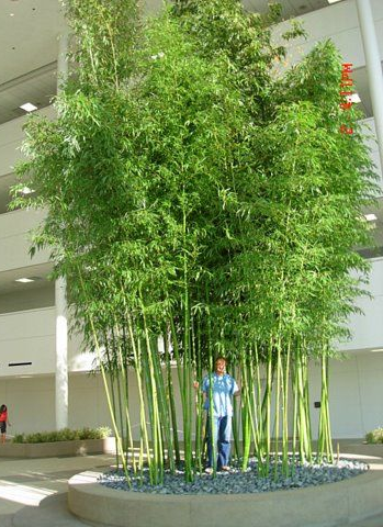 Tall bamboo plants in a modern indoor atrium, with a person standing at the base.